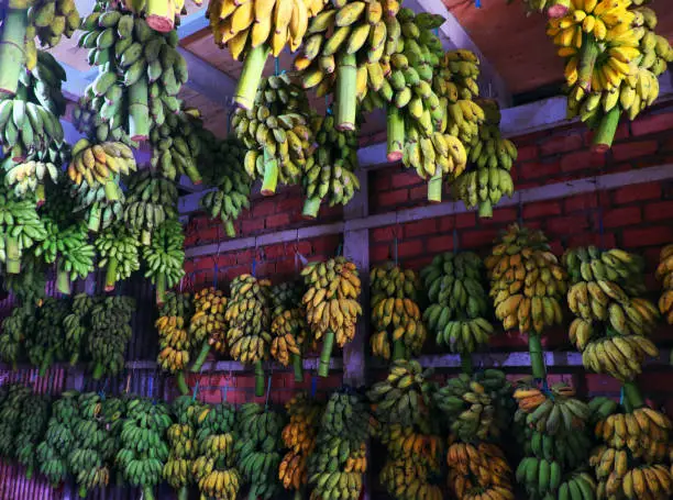 Many bunch of bananas hang on the wall inside agriculture product barn for sale, Vietnamese tropical fruit as banana is popular for market
