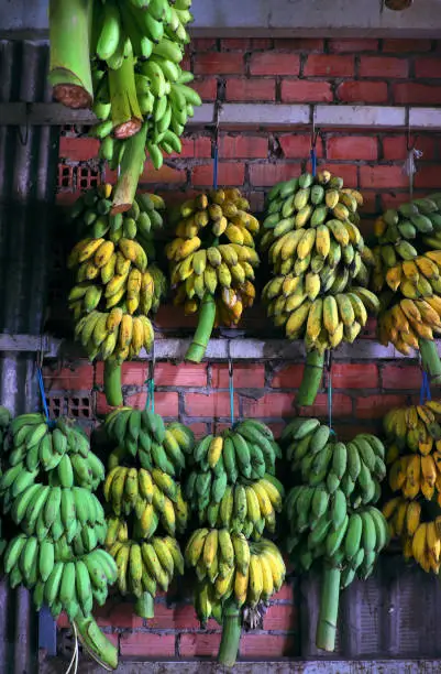 Many bunch of bananas hang on the wall inside agriculture product barn for sale, Vietnamese tropical fruit as banana is popular for market