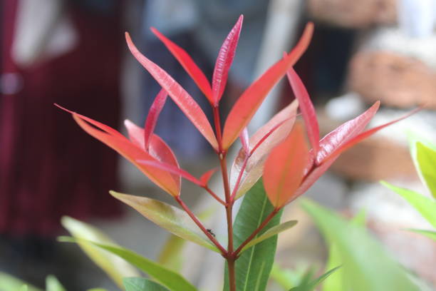 Syzygium paniculatum is a species of plant known as an ornamental plant belonging to the genus Syzygium.  The color of new leaf shoots that appear has a bright red color so that this plant has the name Red Shoot