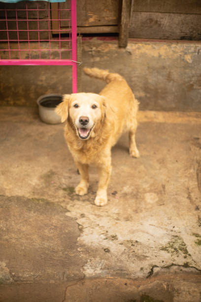 istock Happy face golden retriever 1404978659