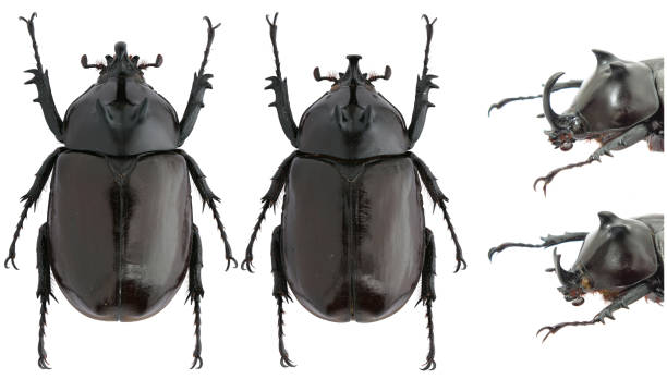 istock Insect specimen of a rhinoceros beetles: Eupatorus endoi Nagai, 1999 1404981724