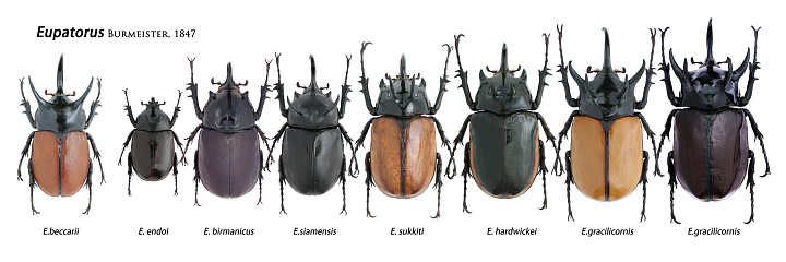 Insect collection of a rhinoceros beetles specimen isolated on white background photoed by macro lens
