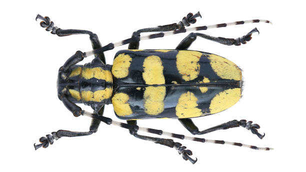 istock Long-horned beetles specimen: Anoplophora horsfieldi Hope, 1842 1404981765