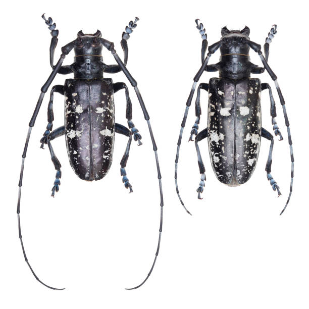Long-horned beetles specimen: Anoplophora glabripennis (Motschulsky, 1853)