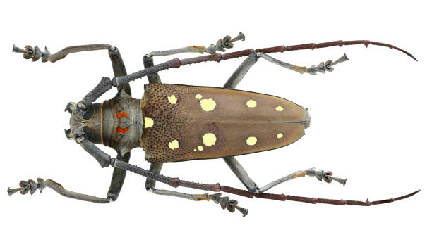 istock Long-horned beetles specimen: Batocera rubus (Linnaeus, 1758) 1404981791