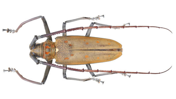 istock Long-horned beetles specimen: Batocera numitor Newman, 1842 1404981792