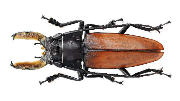 istock Long-horned beetles specimen: Callipogon barbatus Fabricius, 1775 1404981812