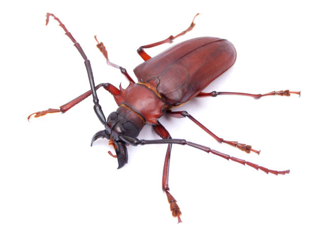 istock Long-horned beetles specimen: Dorysthenes granulosus (Thomson, 1860) 1404981824