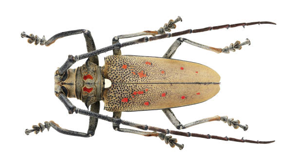 istock Long-horned beetles specimen: Batocera rufomaculata (Degeer, 1775) 1404981856