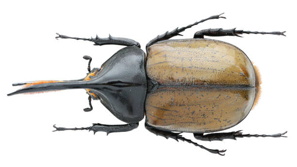 istock Insect specimen of a rhinoceros beetle: Dynastes sp. 1404981865