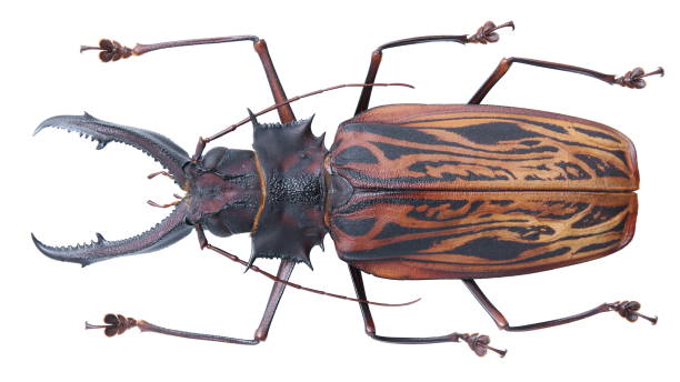 istock Long-horned beetles specimen: Macrodontia cervicornis (Linnaeus, 1758) 1404981895