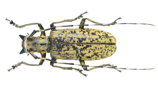 istock Long-horned beetles specimen: Pseudomeges marmoratus Westwood, 1848 1404981964