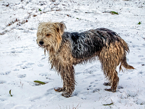 dirty stray dog in the snow in winter