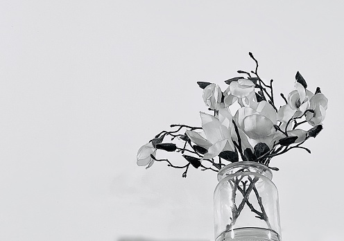 Horizontal still life looking up to white magnolia flowers in bloom with seed pods in glass vase on high up table with white background
