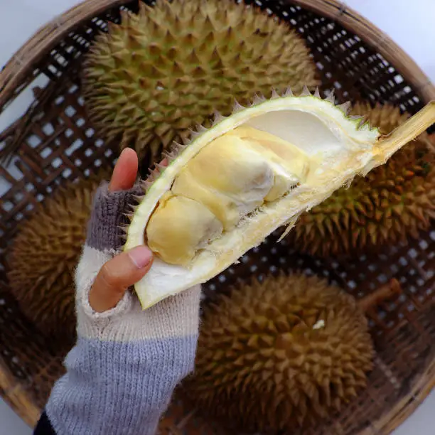 Top view human hand with knife split Durian fruit in basket with yellow pulp, a kind of popular tropical fruits from agriculture product at Vietnam, smelly and tasty