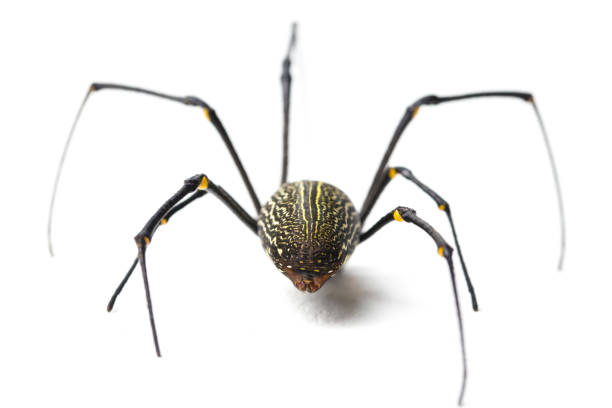 istock Giant Wood Spiders or Golden Orb Web Spider Nephila maculata on white background 1404984180