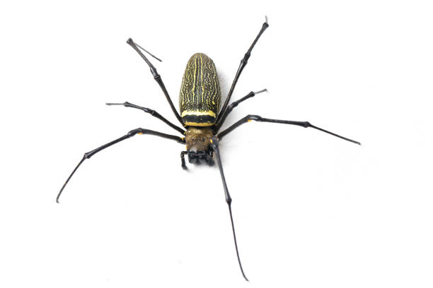 istock Giant Wood Spiders or Golden Orb Web Spider Nephila maculata on white background 1404984184