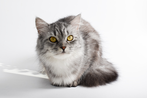 A gray striped cat sits on a white background. Purebred Scottish breed of cat.