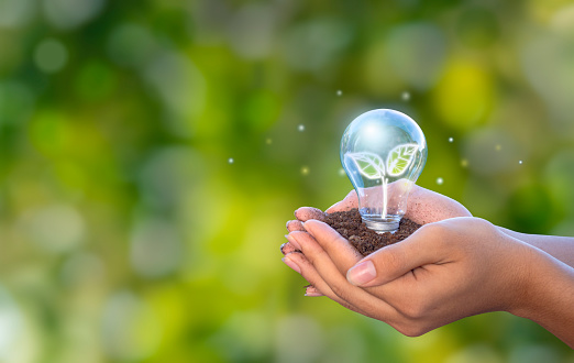 Hands holding light bulb with growing seedlings, Ecological friendly and sustainable environment, Ecology concept, forest conservation concept, world conservation concept, environmental conservation concepts.