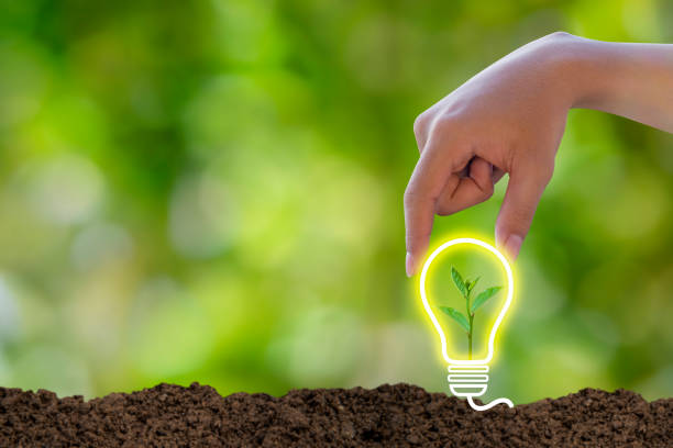 Hands holding light bulb with growing seedlings on soil,technology energy sources for renewable, sustainable development,concept saving energy in nature,Ecology concept,forest conservation concept, world conservation concept,environmental conservation c Hands holding light bulb with growing seedlings on soil,technology energy sources for renewable, sustainable development,concept saving energy in nature,Ecology concept,forest conservation concept, world conservation concept,environmental conservation concepts. tree with light bulb roots stock pictures, royalty-free photos & images