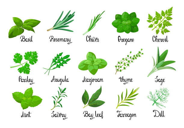 A set of herbs A set of herbs on a white background. Cartoon design. chervil stock illustrations