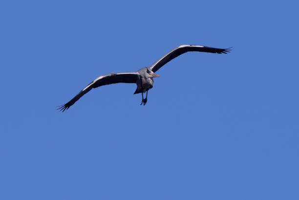푸른 하늘에서 날아다니는 회색 헤론 - gray heron 뉴스 사진 이미지