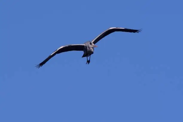Grey heron flying in the blue sky