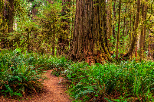 Path deep into Redwoods National Park