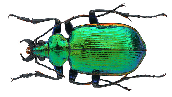 Beautiful ground beetle.