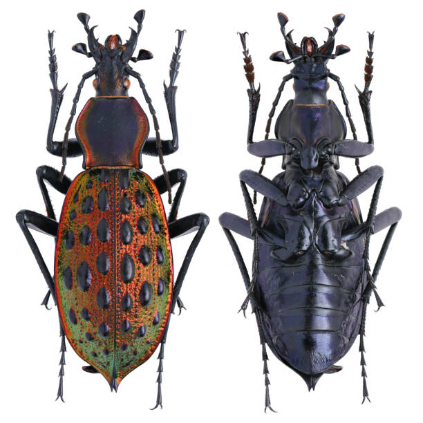 istock Insect specimen collection: Carabus (Coptolabrus) augustus Bates, 1888 1404988517