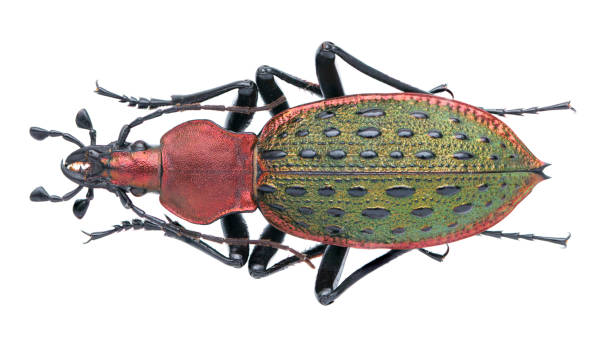 istock Insect specimen collection: Carabus (Coptolabrus) principalis Bates, 1889 1404988523