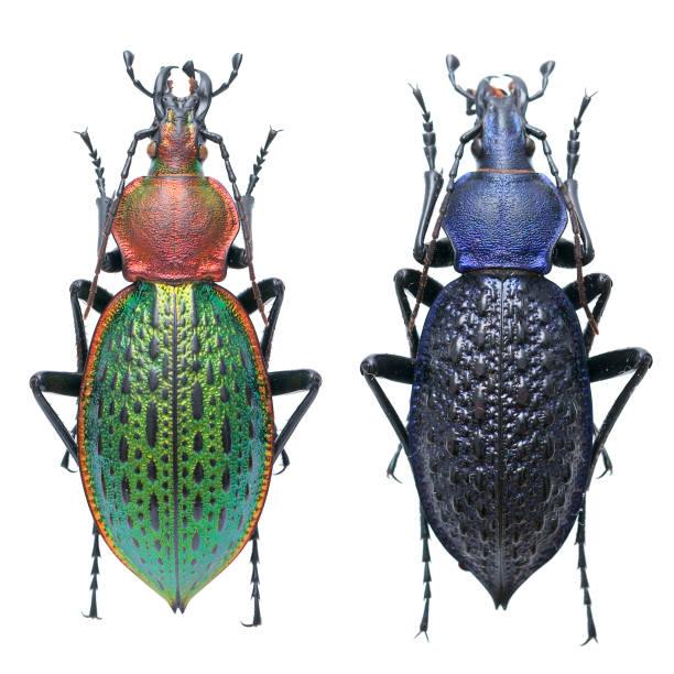 Insect specimen collection: Carabus (Coptolabrus) lafossei Feisthamel, 1845