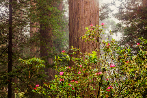 Rhododendrons in the springtime in Redwood National Park