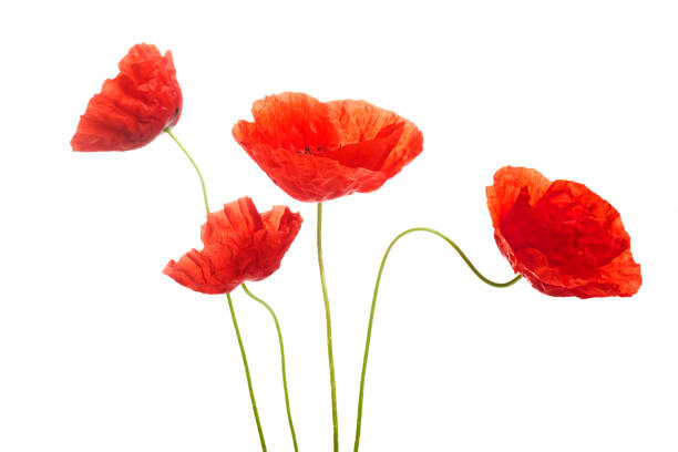 istock Red poppies flower isolated on a white background. 1404989412
