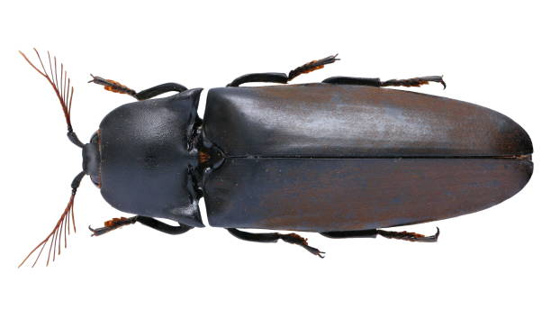istock Insect specimen: Tetralobus perroti Fleutiaux, 1940 1404989417