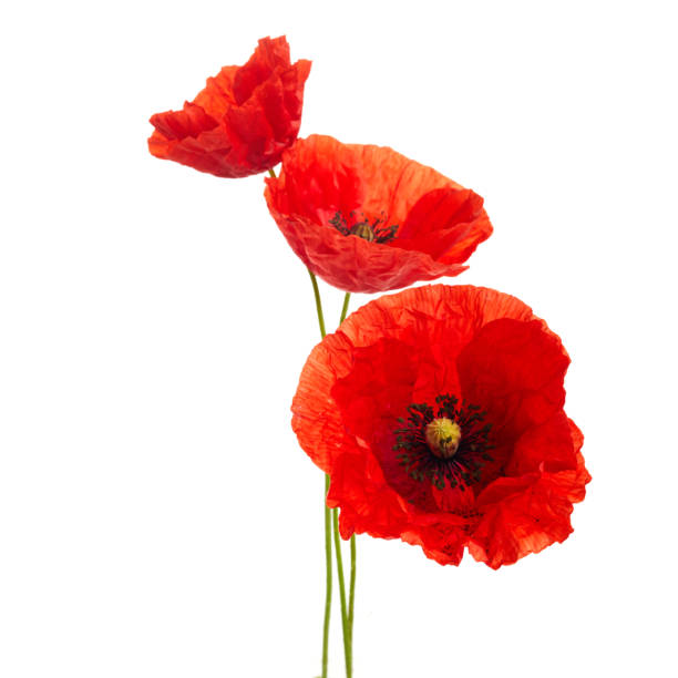 istock Red poppies flower isolated on a white background. 1404989432