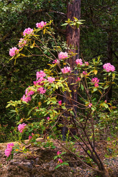 istock Rhododendrons in the Redwoods 1404989447