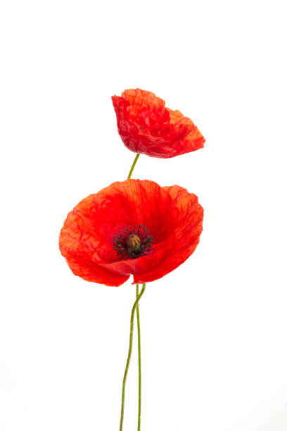 istock Red poppies flower isolated on a white background. 1404989462
