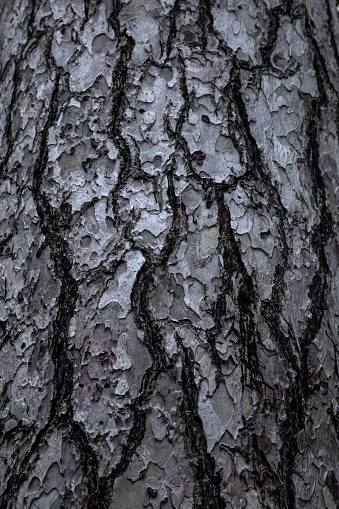 Rough surface of old Pine Tree bark surface background