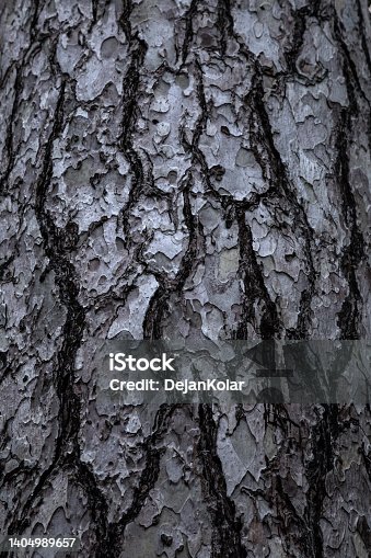 istock Pine Tree bark surface background 1404989657