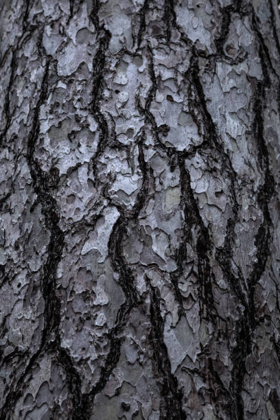 Pine Tree bark surface background stock photo