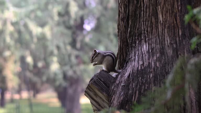 Chipmunks Eating on Tree