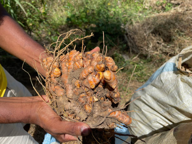 istock Turmeric root rhizomes harvested in Sri Lanka 1404991851