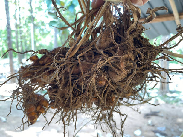 istock Turmeric root rhizomes harvested in Sri Lanka 1404991877