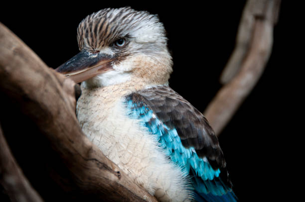 blue winged kookaburra - kakadu imagens e fotografias de stock