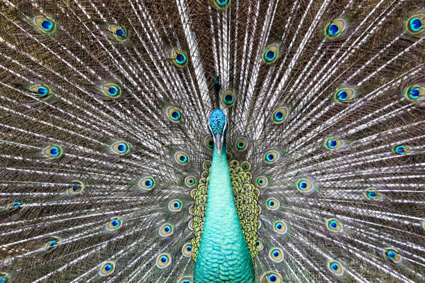 istock male green peacock 1404993162