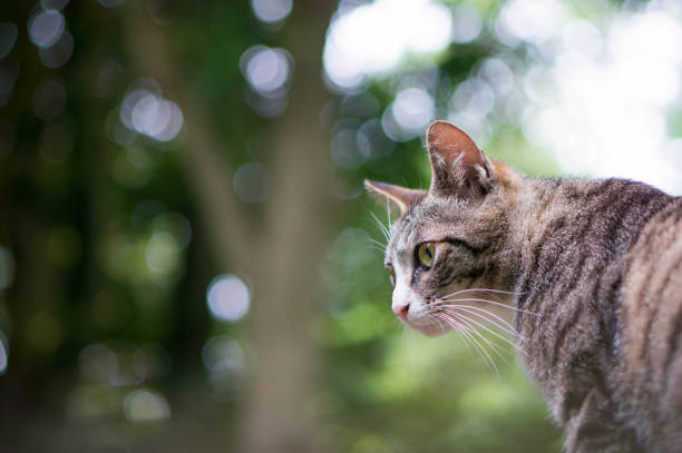 istock Stray cat living in a Japanese forest 1404993182
