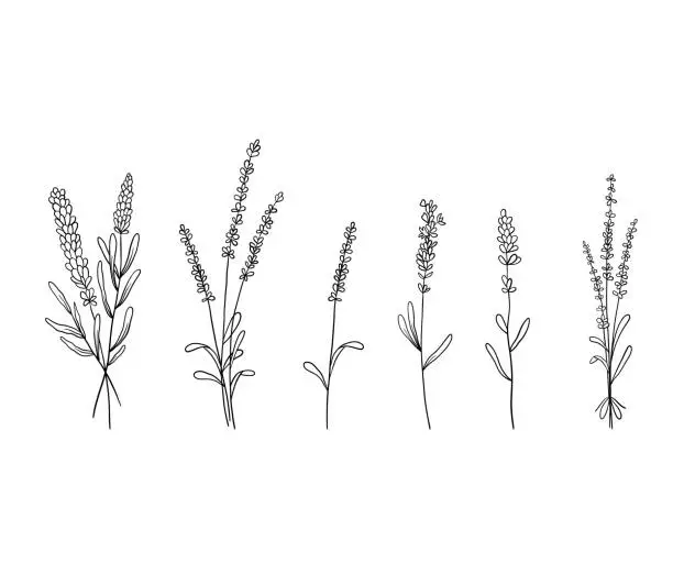Vector illustration of Set of lavender flowers in line style. Collection of wildflower plants and bouquet of lavender branches. Vector illustration isolated on white