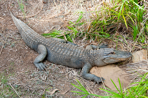 Alligator in a Conservation Park