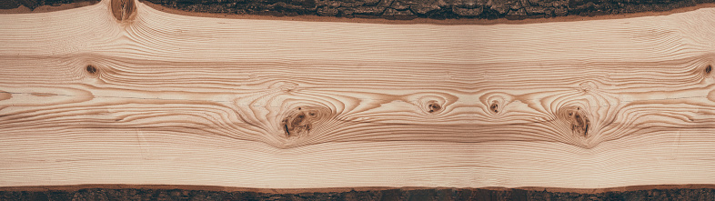 Close-up shot of bark of pine tree texture background.